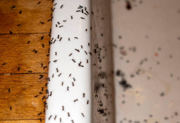 Best Commercial Pest Control Services  in Lake Wynonah, PA